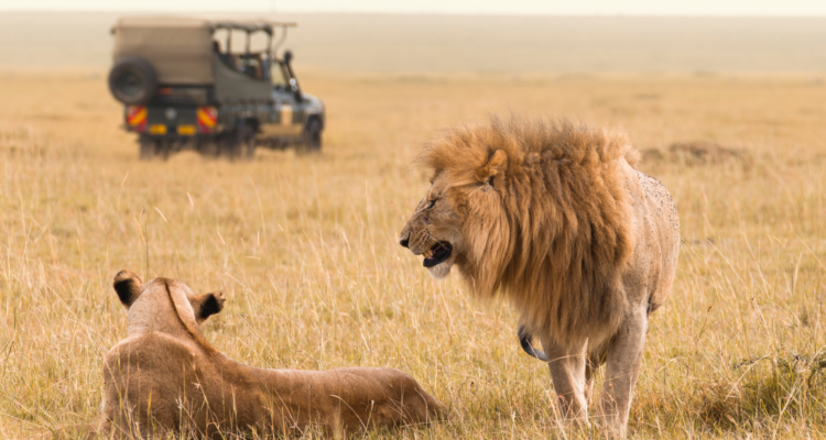 African Safari 2026: Best Destinations, Costs & Wildlife Guide