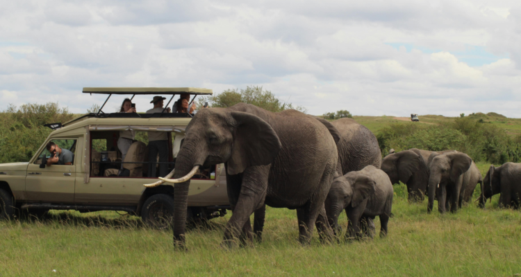 Best Africa Safari Tour Packages 2026: The Ultimate Planning Guide