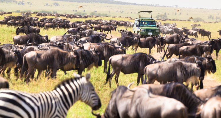 Africa Tours and Safaris 2026: The Ultimate Guide to Wildlife Adventures