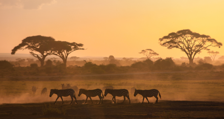 A family on an Africa tours and safaris excursion watching a herd of elephants cross the savannah in front of their 4x4 vehicle.