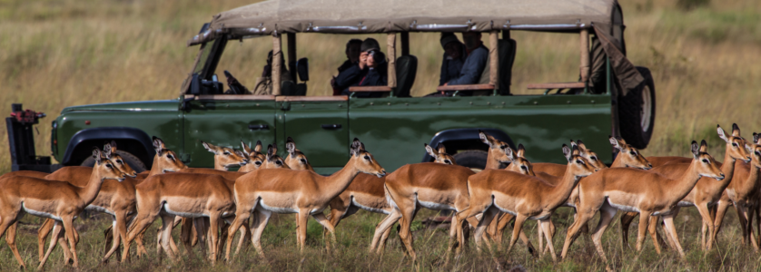 Uganda Tours and Safaris gorilla trekking experience