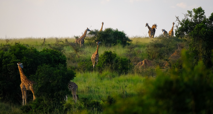 Uganda Tours and Safaris 2026: The Ultimate Guide to the Pearl of Africa