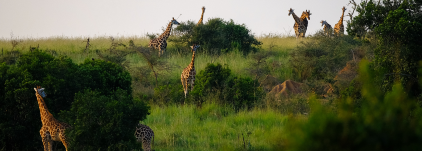 Uganda Tours and Safaris 2026: The Ultimate Guide to the Pearl of Africa