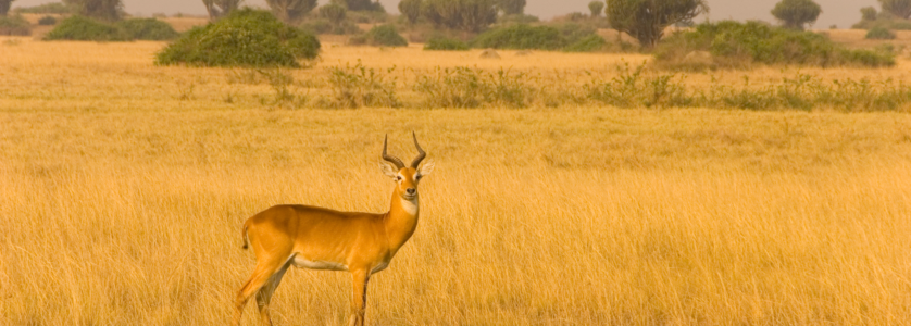 Uganda Tours and Safaris 2026: The Ultimate Wildlife Guide