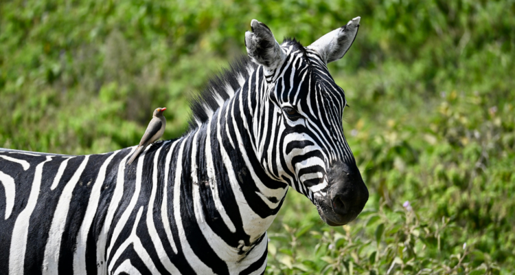 Explore the best safari tours in africa