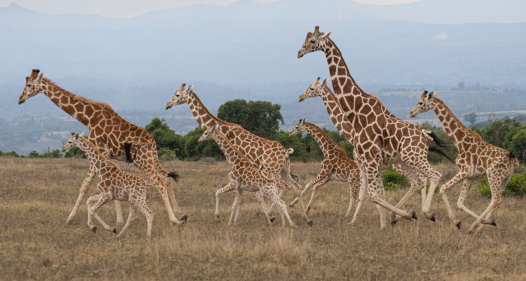 A silent electric safari vehicle observing a rhino in Ol Pejeta Conservancy during a 2026 Kenya safari.