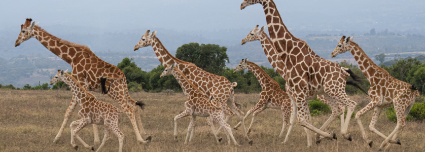 A silent electric safari vehicle observing a rhino in Ol Pejeta Conservancy during a 2026 Kenya safari.