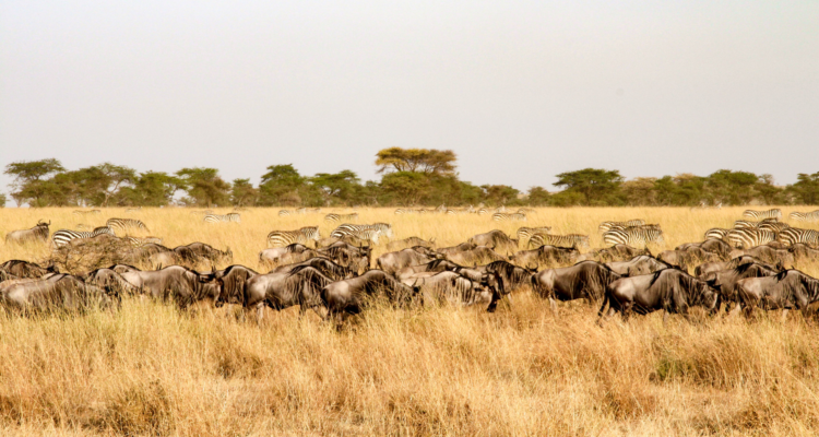 Thousands of wildebeest crossing the Mara River during a 2026 Tanzania safari tour.