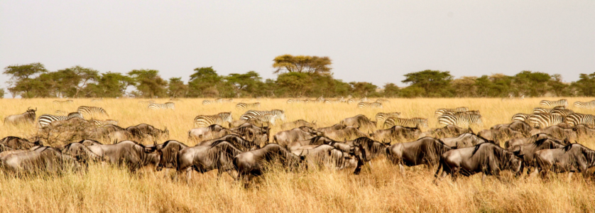 Thousands of wildebeest crossing the Mara River during a 2026 Tanzania safari tour.