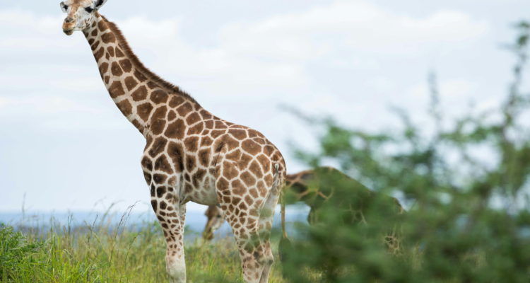 Uganda Tours and Safaris