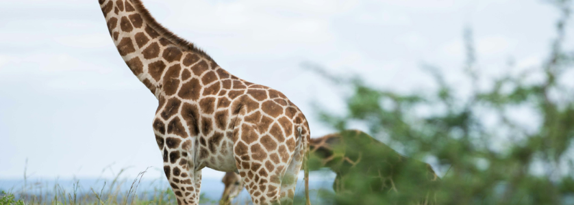 Uganda Tours and Safaris