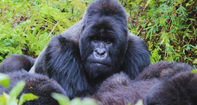 Gorilla Trekking Rwanda Safari