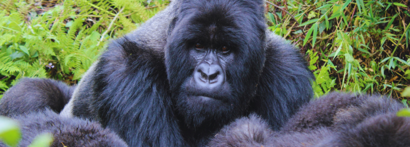 Gorilla Trekking Rwanda Safari