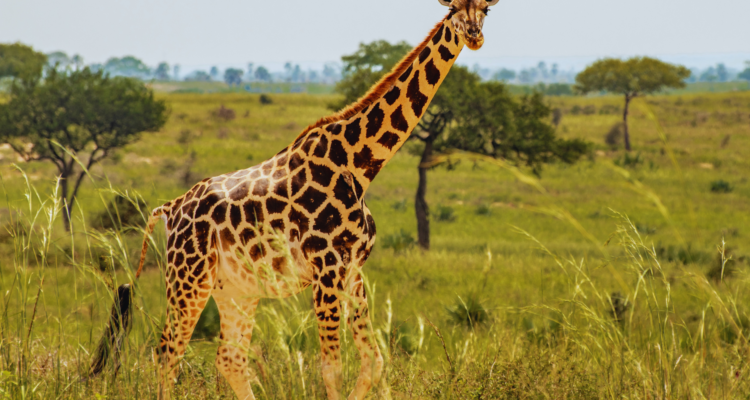Uganda Safari Tour