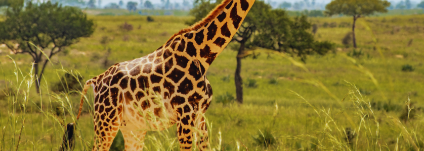 Uganda Safari Tour