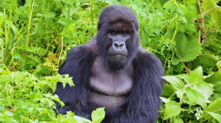Gorilla Safaris Rwanda