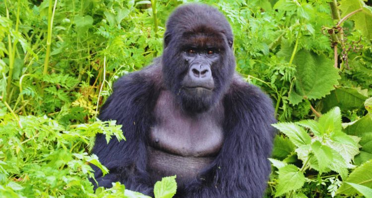 Gorilla Safaris Rwanda