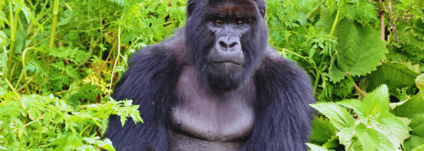 Gorilla Safaris Rwanda