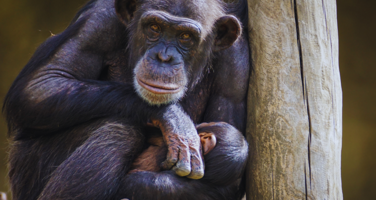 Uganda Safaris & Tours