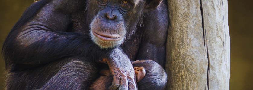 Uganda Safaris & Tours