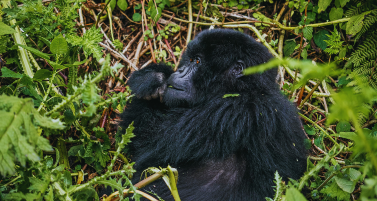 Rwanda Safaris & Tours