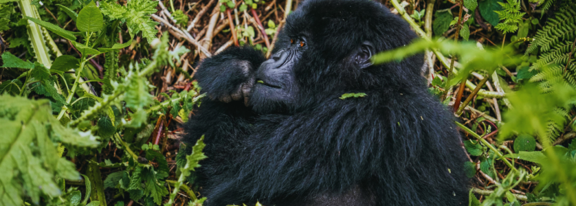Rwanda Safaris & Tours