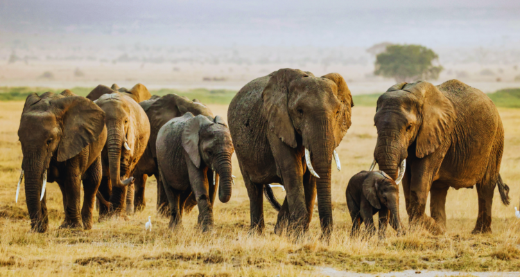 Tanzania Safari Tours